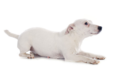 Image showing jack russel terrier