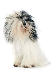 Image showing tibetan terrier