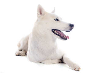 Image showing siberian husky