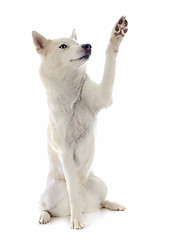 Image showing siberian husky