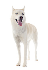 Image showing siberian husky