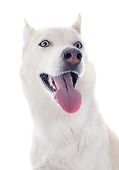 Image showing siberian husky