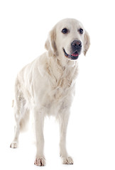 Image showing golden retriever