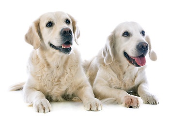 Image showing golden retrievers