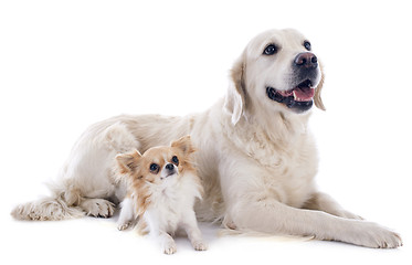 Image showing golden retriever and chihuahua