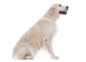 Image showing golden retriever