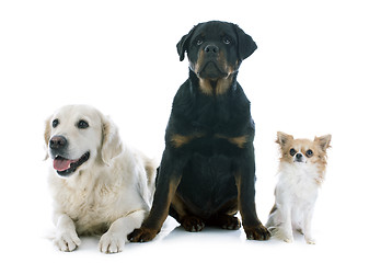 Image showing three dogs