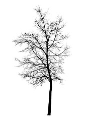 Image showing Bare tree isolated over white