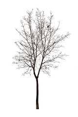 Image showing Bare tree isolated over white