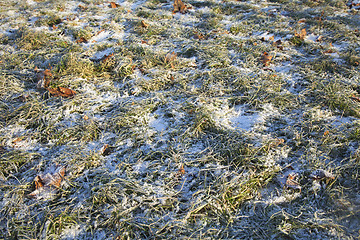 Image showing Grass covered with first  snow