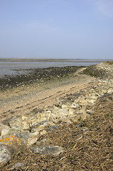 Image showing River estuary