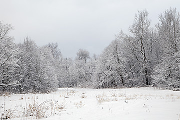 Image showing Winter forest