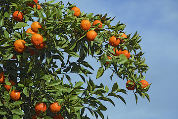 Image showing Orange tree