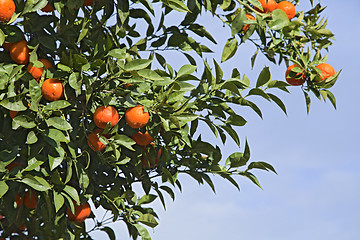 Image showing Orange tree
