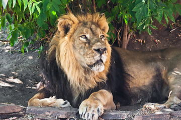 Image showing Lion