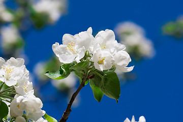 Image showing Apple flowers