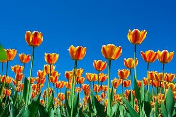 Image showing Tulip flowers