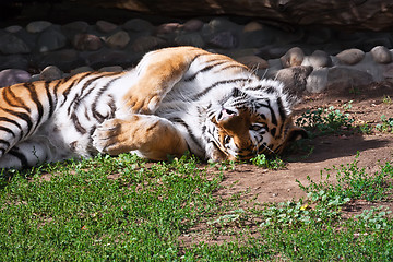 Image showing Tiger