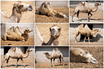 Image showing Camel