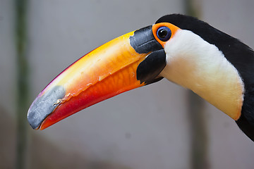 Image showing Toucan