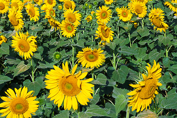 Image showing Sunflowers