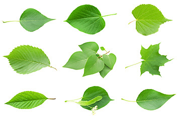 Image showing Green Leaves