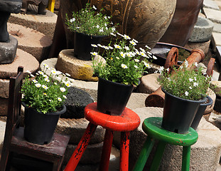 Image showing Flowers pots