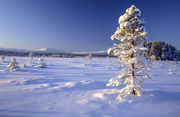 Image showing  snowy tree 