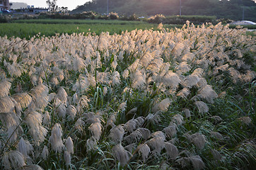 Image showing Sunlit grass