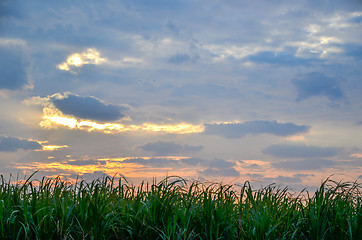 Image showing Sugar cane field