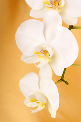 Image showing Phalaenopsis Aphrodite (Moon Orchid)