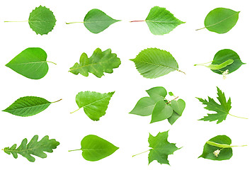 Image showing Green Leaves