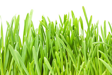 Image showing Green grass