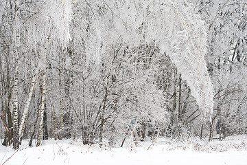 Image showing Winter forest