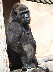 Image showing Gorilla