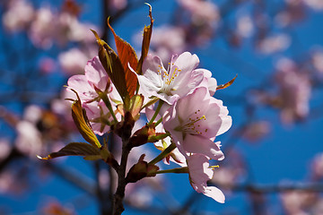 Image showing Cherry blossom