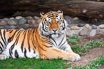 Image showing Tiger