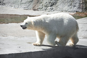 Image showing Polar bear