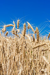 Image showing Wheat field