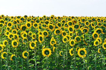 Image showing Sunflowers