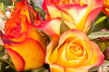 Image showing Background of vivid orange roses