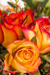 Image showing Background of vivid orange roses