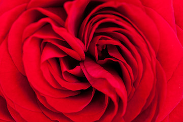 Image showing Beautiful fragrant red rose for Love