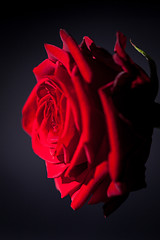 Image showing beautiful red rose flower on black background