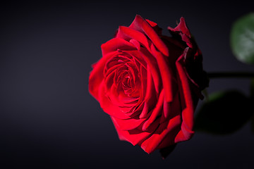 Image showing beautiful red rose flower on black background