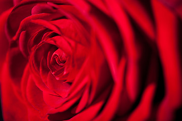 Image showing Beautiful fragrant red rose for Love