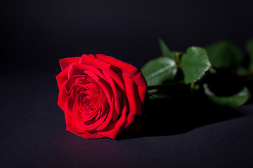 Image showing beautiful red rose flower on black background