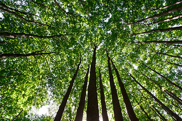 Image showing Green forest