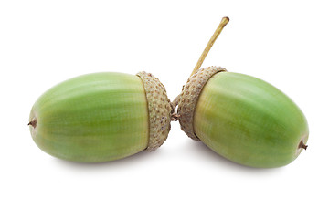 Image showing Acorn