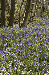 Image showing Bluebells